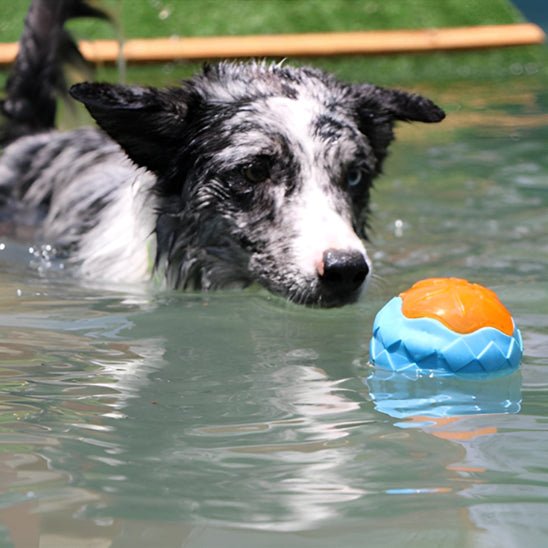 Jouets pour chien - FLOTTANT - Fun en chien