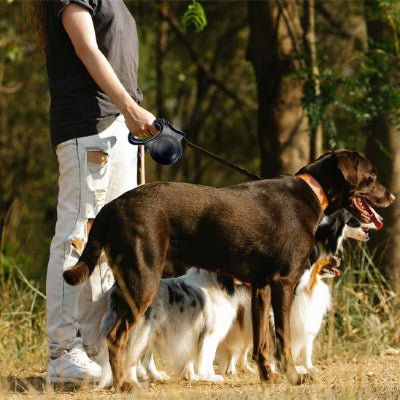 Laisse - LumiLaisse™ - Fun en chien