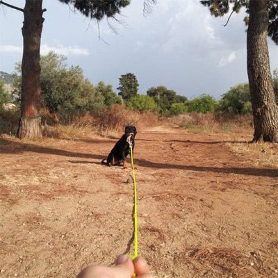 Longe chien - JAUNE - Fun en chien