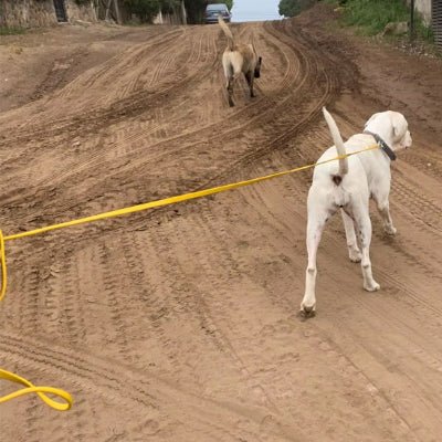 Longe chien - JAUNE - Fun en chien