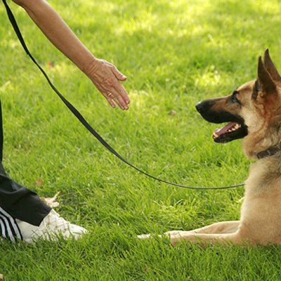 Longe chien - MARINE - Fun en chien