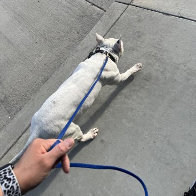 Longe chien - MARINE - Fun en chien