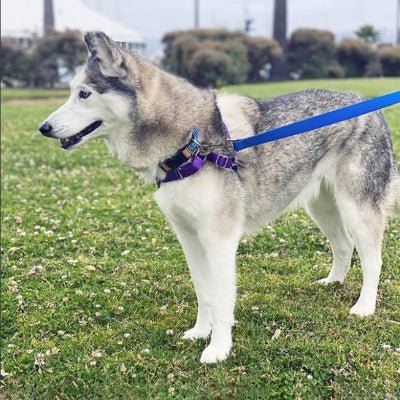 Longe pour chien - Biothane Flex™ - Fun en chien