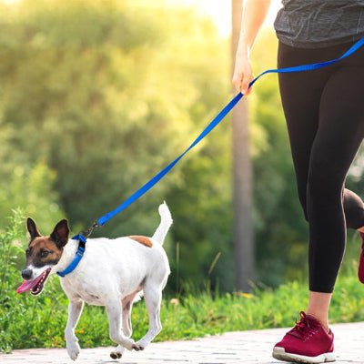 Longe pour chien - Biothane Flex™ - Fun en chien