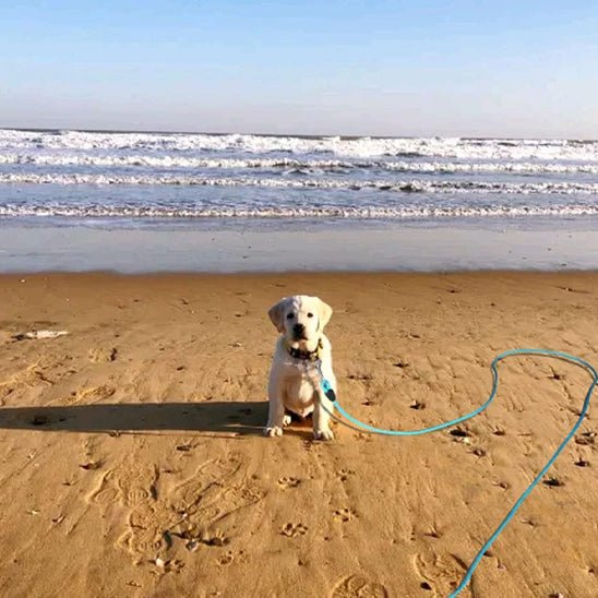 Longe pour chien - BLEU - Fun en chien
