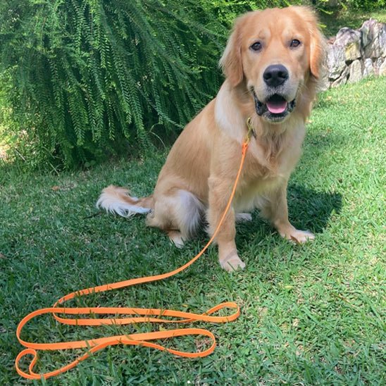 Longe pour chien - EcoWalk™ - Fun en chien