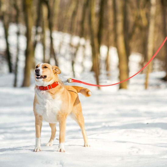 Longe pour chien - EcoWalk™ - Fun en chien