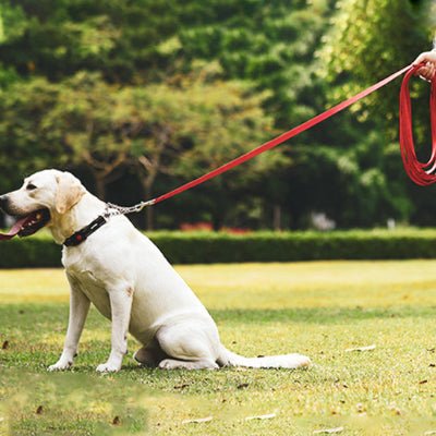 Longe pour chien - Rappel - Fun en chien