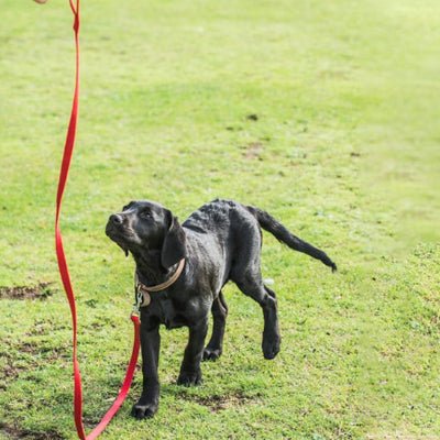 Longe pour chien - Rappel - Fun en chien