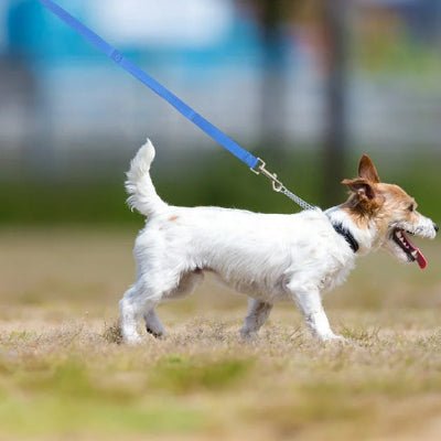 Longe pour chien - Rappel - Fun en chien