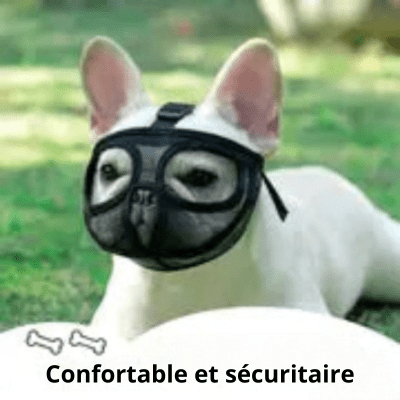 Muselière chien - Brachy - Fun en chien