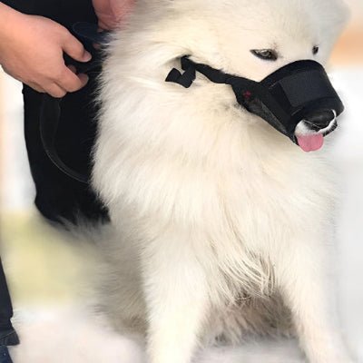 Muselière chien - NOIR - Fun en chien