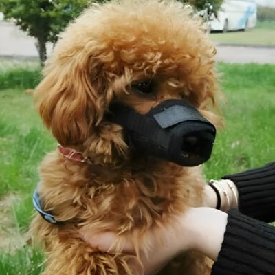 Muselière chien - NOIR - Fun en chien