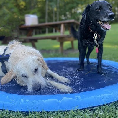Piscine pour chien - Arrosoir