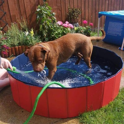 Piscine pour chien - ROUGE - Fun en chien