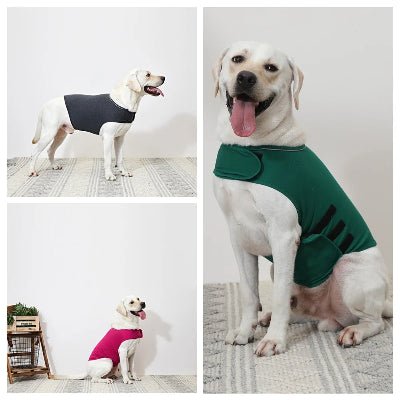 pull chien - Anxiété - Fun en chien