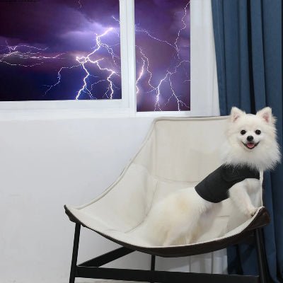 pull chien - Anxiété - Fun en chien