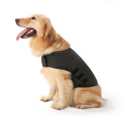 pull chien | Anxiété