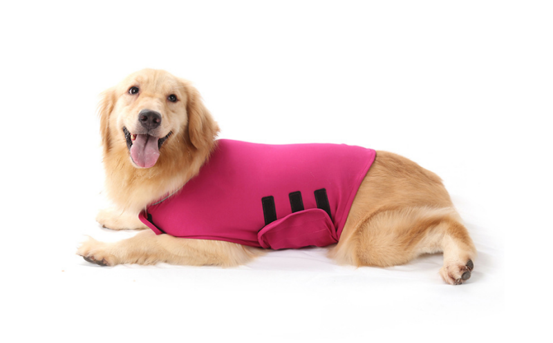 pull chien | Anxiété