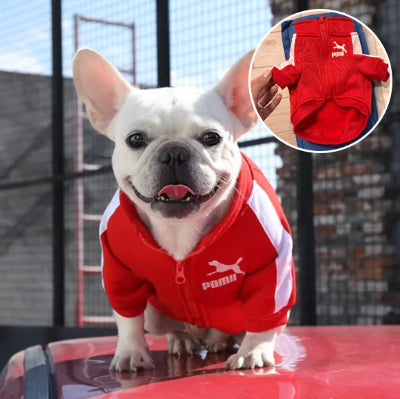 Bouledogue francais assis sur le capot d'une voiture vetu de son pull chienà motifs sportifs